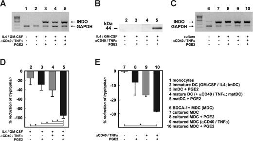 Figure 4. Expression and function of IDO in monocyte-derived DCs and myeloid BDCA-1+ DCs. mRNA for RT-PCR and cell lysates for immunoblot analysis were obtained from monocytes, imDCs, or maDCs cultured in the presence or absence of PGE2. Similarly, BDCA-1+ myeloid DCs were cultured for 18 hours in the presence or absence of PGE2, αCD40, and TNFα, combined as indicated. (A) Identification of IDO regulation on mRNA level by RT-PCR using forward and reverse IDO primers spanning exons 6 to 10. Two additional primer sets spanning exons 1 to 7 and 8 to 10 of IDO were also used and gave the same results. Results shown are representative of at least 3 independent experiments. (B) IDO protein expression in cell lysates from different DCs was determined by at least 5 independent immunoblot analyses using a monoclonal or polyclonal IDO antibody. Shown here are data using the monoclonal antibody. (C) IDO RNA was also assessed in BDCA-1+ DCs upon purification and after short-term in vitro culture using the same primer sets. (D) Enzymatic activity of IDO was determined measuring tryptophan levels in supernatants derived from imDCs or maDCs in the presence or absence of PGE2 by reversed-phase HPLC analysis. Except for imDCs stimulated with PGE2 alone (n = 2), at least 10 experiments were performed for the other conditions. Black bars represent PGE2-treated DCs; mean ± standard deviation of all experiments is shown. *P < .05. (E) IDO activity as assessed by tryptophan reduction in supernatants of short-term cultured BDCA-1+ DCs under the same culture conditions as described for Figure 4C (n = 2). Black bars represent PGE2-treated DCs; mean ± standard deviation of all experiments is shown. *P < .05.