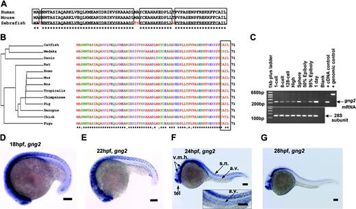 Figure 1. Sequence and expression analysis of gng2. (A) Zebrafish Gγ2 protein is 94% identical to mammalian proteins. (B) Phylogram analysis revealed zebrafish Gγ2 protein is highly conserved among vertebrates. The Gγ2 protein contains a CAA (L/S) box (rectangular box, where A was any aliphatic amino acid) at the C-terminus which is conserved among the Gγ2 protein family (right panel in panel B). (C) RT-PCR detection of the maternal gng2 transcript from 1-cell to 128-cell stage and zygotic transcript from high stage onward to 1 dpf. (D-F) gng2 expression in the central nervous system (CNS) and axial vascular tissues at 18-hpf to 24-hpf zebrafish embryos as detected by whole-mount in situ hybridization, insert with higher magnification of the trunk region (F). (G) gng2 expression gradually reduced in the axial vascular tissues but remained in the CNS. (v.m.h. indicates ventral mid- and hindbrain; tel., telecephalon; a.v., axial vasculature; and s.n., spinal cord neurons). All scale bars are 100 μm (D-G).