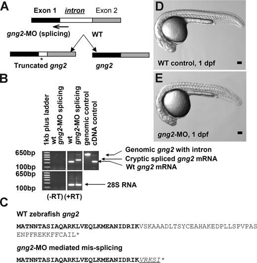 Figure 2. Targeted knockdown of gng2 using splicing morpholino in zebrafish embryos. (A) Splice junction morpholino targeted against gng2 exon-intron boundary. (B) RT-PCR of gng2 transcript at tailbud stage in WT and gng2-MO (100 μM) morpholino-injected embryos, comparing cryptic spliced transcript in the morpholino injected embryos to the cDNA and genomic PCR products. (C) Sequencing of the RT-PCR products revealed the misspliced transcript leading to a premature stop (asterisk) and causing a truncation in the protein (exon 1 in bold, exon 2 in plain, and intron in italics and underlined). (D-E) Live morphology of WT control zebrafish embryo (D) and gng2-MO knockdown embryo (E) at 1 dpf. Injection volume was about 1 nL at 1-cell stage embryos. All scale bars are 100 μm.