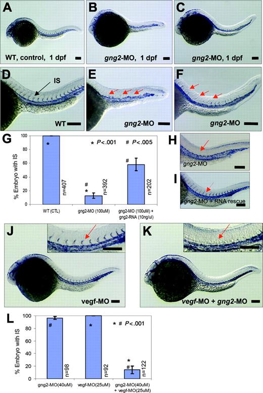 Figure 3. Essential function of Gγ2 for angiogenesis in vivo. (A) and (D) flk1 expression in WT zebrafish embryos at 1 dpf, in axial vasculature and intersomitic vessels (IS) (D, arrow) by whole-mount in situ hybridization. (B-C) and (E-F) gng2-splicing knockdown (gng2-MO, 100μM) inhibited the formation of intersomitic vessel, a process of angiogenesis, (B) and (E) were complete loss of IS, (C) and (F) were partial loss of IS. (G) Summary of in situ analysis of flk-1 expression in the intersomitic vessel (IS) of embryos injected with gng2 splicing morpholino (11 experiments) and RNA rescue (4 experiments) experiments. (H-I) gng2 RNA, which is resistance to the splicing morpholino, can significantly rescue gng2 splicing knockdown. (J-K) Targeting both G protein (gng2-MO, 40μM) and vegf (vegf-MO, 25 μM) using antisense morpholinos dramatically increased the efficacy of antiangiogenesis as visualized by loss of sprouting of intersomitic vessels from the dorsal aorta at 1-dpf zebrafish embryos (K). vegf knockdown alone (vegf-MO, 25μM) at the sub-effective dose showed no effect (J). Inserts in (J-K) are higher magnification of IS (J-K, arrows). (L) Summary of embryos coinjected with gng2-MO and vegf-MO significantly inhibited flk-1 expression in the IS. Results from 4 injection experiments. Error bars are SEM (G,L). Injection volume was about 1 nL. All scale bars are 100 μm (A-F, H-K).
