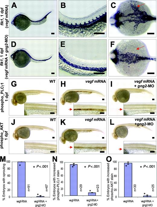 Figure 4. Gγ2 modulated VEGF signaling pathway in vivo. (A-C) vegf121 mRNA (20 ng/μL) overexpression can increase level of flk1 transcripts in the axial vasculature and the intersomitic vessels in zebrafish embryos (compare to WT control in Figures 3A,D). (D-F) vegf121 mRNA (20 ng/μL) overexpression followed by targeted knockdown of G protein (gng2-MO, 100 μM) specifically inhibited sprouting of intersomitic vessels from the dorsal aorta (D-E), and strikingly, the yolk common cardinal vein was completely inhibited (F, arrow). (G-I) vegf121 mRNA (50 ng/μL) overexpression can activate PLCγ1 as detected by anti-phospho-PLCγ1 antibody (H, arrow) compared with WT control (G). Knockdown of gng2 using gng2-MO splicing morpholino specifically inhibited vegf activation of PLCγ1 (I, arrow). (J-L) vegf121 mRNA (50 ng/μL) overexpression can also activate AKT as detected by anti-phospho-AKT antibody (K, arrow) compared with WT control (J). Knockdown of gng2 specifically inhibited vegf activation of AKT (L, arrow). vegf121 mRNA and gng2-MO splicing morpholino (100 μM) were injected at about 1 nL volume at 1-cell stage embryo and followed by whole-mount immunohistochemical staining at 1 dpf. WT control (G) and (J), vegf mRNA overexpression (A-C,H,K), and coinjection of vegf121 mRNA and gng2-MO (D-F,I,L). (M) Summary of results from 3 coinjection experiments. vegf121 RNA (20 ng/μL) overexpression followed by morpholino knockdown of gng2 specifically inhibited sprouting of intersomitic vessels and common cardinal veins from the dorsal aorta. (N-O) Results from 3 injection experiments. Overexpression of vegf121 mRNA (50 ng/μL) induced activation of PLCγ1 (N) and AKT (O) in the axial vasculature. Knockdown of gng2 abolished the vegf-induced phosphorylation of both PLCγ1 and AKT. Error bars are SEM (M-O). All scale bars are 100 μm (A-L).