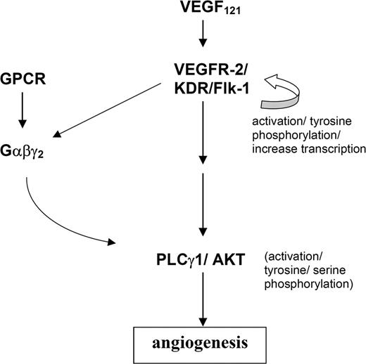 Figure 5. A model of essential function of G protein in VEGF signaling during angiogenesis. We hypothesize that the heterotrimeric G-protein, composed of α, β, and γ2 subunits, is essential for the activation of PLCγ1 and AKT in the VEGF signaling pathway.