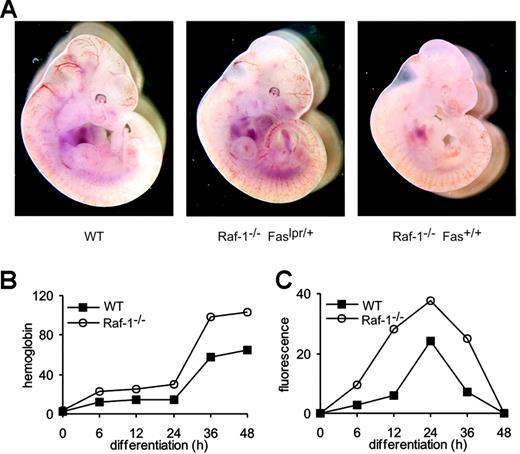 Figure 1. Up-regulation of Fas expression correlates with anemia in Raf-1-deficient erythroblasts and embryos. (A) Anemia in E10.5 Raf-1-deficient embryos is rescued by the introduction of one lpr allele. (B) Faster differentiation correlates with increased Fas surface expression in WT and Raf-1-/-fetal liver erythroblasts. Erythroblasts were cultured in erythroid medium. The progress of differentiation (shown as hemoglobin content per cell and cell volume; B) and Fas expression (C; determined by FACS) were determined at the indicated times during differentiation. For panels B and C, one representative experiment of 6 is shown. F2 embryos and embryo-derived cells originate from crosses of F1 Raf-1+/-;lpr/+ 129/SvHsd:Bl6 mice. Embryo images were acquired using an MZ-Apo stereomicroscope equipped with a PLAN-APO 1.0 ×/12.5 NA bottom objective (Leica, Vienna, Austria). A DKC-5000 CCD camera (Sony, Cologne, Germany) was used to capture images, and Image Access v4.5 software (Imagic, Glattbrugg, Switzerland) was used to acquire them.
