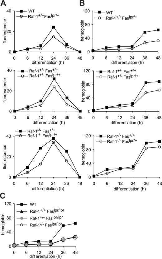 Figure 2. Increased Fas expression is the molecular basis of the increased differentiation observed in Raf-1-deficient erythroblasts. Fas surface expression (A) and erythroid differentiation (B) are increased by Raf-1 reduction/ablation. Fas surface expression and hemoglobin content were determined at the indicated times during differentiation in erythroid cells of indicated genotypes. (C) The lpr/lpr mutation prevents terminal differentiation of WT, Raf-1+/-, and Raf-1-/-erythroblasts. Hemoglobin accumulation is shown as a differentiation parameter. One representative experiment of 4 is shown in the 3 panels.