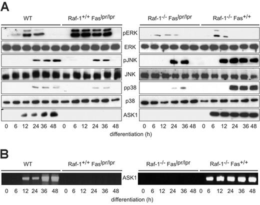 Figure 4. Raf-1 and Fas have opposite effects on MAPK signaling during the differentiation of primary fetal liver-derived erythroblasts. (A) Phosphorylation of ERK, JNK, and p38 as well as the amount of ERK, JNK, p38, and ASK1 expressed by differentiating erythroblasts were determined by immunoblotting. The experiments were reproduced 4 times with comparable results. (B) ASK1 mRNA increases during erythroblast differentiation in a Fas-dependent manner. RT-PCR was repeated twice.