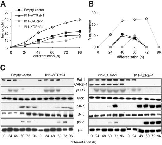 Figure 5. Constitutively active Raf-1 delays, and kinase-dead Raf-1 accelerates, erythroid differentiation and Fas expression in immortalized fetal liver erythroblasts. (A) The differentiation of I/11 cells transfected with empty vector was compared with that of I/11 cells expressing WTRaf-1, CARaf-1, and KDRaf-1, respectively. Hemoglobin content was determined between 0 and 96 hours after induction of differentiation. (B) Fas up-regulation during differentiation of I/11 erythroblasts expressing murine stem-cell virus-EGFP (empty vector) with full-length Raf-1 (WTRaf-1), a constitutively active Raf-1 (CARaf-1) or a kinase-dead mutant (KDRaf-1) was monitored by FACS analysis at the indicated time points. (C) CARaf-1 enforces, and KD-Raf-1 reduces, ERK phosphorylation in differentiating I/11 cells. The converse is observed for JNK/p38 phosphorylation. One representative experiment of 5 is shown in panels A-C.