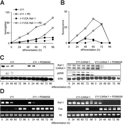 Figure 6. ERK activation regulates Raf-1 and Fas expression during erythroid differentiation. (A-B) Chemical inhibition of MEK accelerates erythroid differentiation and increases Fas surface expression. I/11 cells were treated with the MEK inhibitor PD98059 (40 μg, 72 hours) during differentiation. Hemoglobin content (A) and Fas expression (B) were monitored between 0 and 96 hours of differentiation. (C) Chemical inhibition of MEK decreases Raf-1 protein expression and ERK phosphorylation in differentiating I/11 cells. Protein expression and phosphorylation were determined by immunoblotting. (A-C) One representative experiment of 5 is shown. (D) Chemical inhibition of MEK decreases Raf-1 mRNA levels and increases Fas mRNA levels in differentiating I/11 cells. mRNA levels were determined by RT-PCR, which was repeated twice with comparable results.