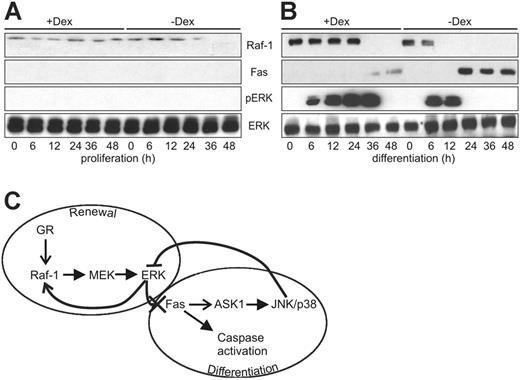 Figure 7. Dex maintains Raf-1 expression in proliferating and differentiating primary erythroblasts. (A) Effect of Dex on the amount of Raf-1, Fas, and phosphorylated ERK detected in proliferating (A) and differentiating (B) erythroblasts. Protein expression and phosphorylation were determined by immunoblotting. The experiment was repeated twice with comparable results. (C) Regulation of Raf-1 and Fas expression by activated ERK maintains the equilibrium between renewal and differentiation of erythroid precursor cells—a working model. In differentiating erythroblasts, Raf-1 is required for ERK activation. Activated ERK is responsible for maintaining Raf-1 expression and suppressing Fas expression. Glucocorticoids maintain Raf-1 expression and therefore renewal. Withdrawal of the renewal stimulus causes the down-regulation of the Raf-1/ERK axis and allows the expression of Fas, which in turn up-regulates the ASK1/JNK/p38 module, suppresses ERK activation and brings about differentiation. See text for details. → stimulation of expression; —-▸ enzymatic activation; —X suppression of expression; — suppression of enzymatic activity.