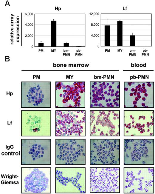 Figure 1. Hp and lactoferrin are synthesized at the myelocyte stage and stored in the cytosol of cells throughout granulocyte differentiation. BM populations highly enriched in PMs, MYs, bm-PMNs, and pb-PMNs were isolated from healthy donors. (A) Total RNA was purified from BM and PB populations and subjected to microarray analysis to monitor the expression profiles for Hp and Lf (marker for specific granules) transcripts during granulocyte differentiation (mean ± SD; n = 3).31 (B) Immunocytochemical staining of BM and PB populations using rabbit anti-human Hp and Lf antibodies demonstrates the cytoplasmic localization (red) of Hp and Lf from the myelocyte stage throughout granulocyte differentiation. BM populations highly enriched in PMs stained with rabbit anti-human Hp or Lf antibodies and populations stained with irrelevant rabbit IgG antibodies were all negative. Original magnification, × 400.