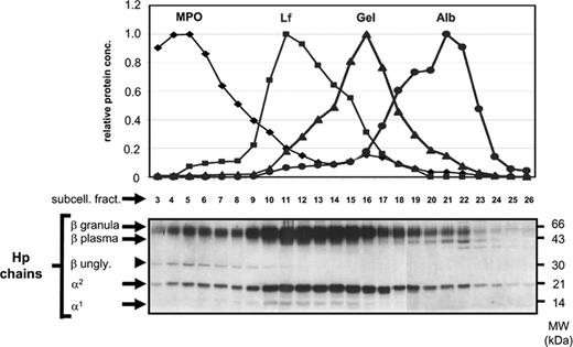 Figure 2. Highly glycosylated Hp and lactoferrin colocalize in subcellular fractions enriched in specific granules. Subcellular fractions were isolated from purified peripheral-blood neutrophils and assayed by ELISA and Western blot analysis. Lines indicate subcellular fractions containing relative concentrations for MPO (marker for azurophil granules, peak concentration in fraction 5-433 μg/mL), Lf (marker for specific granules, peak concentration fraction 11-187 μg/mL), Gel (marker for gelatinase granules, peak concentration in fraction 16-33 μg/mL), and Alb (marker for secretory vesicles, peak concentration in fraction 21-2.2 μg/mL). Two forms of Hp were detected by Western blot analysis, an abundant form with a highly glycosylated β-chain of approximately 45 to 65 kDa that colocalized in fractions with high content of the specific granule protein Lf (fractions 10-15) and a scarce form with a β-chain of 39 kDa that colocalized in fractions containing Alb (fractions19-23), a protein endocytosed from plasma and stored in secretory vesicles of neutrophils.