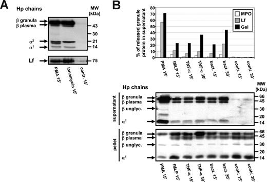 Figure 4. Neutrophils release Hp in response to activation. (A) Purified peripheral-blood neutrophils were stimulated by the calcium ionophore ionomycin (1 μM) and PMA (2.5 μg/mL) for 15 minutes, and the contents of exocytosed Hp and Lf in the supernatant were detected by Western blot analysis. Ionomycin- and PMA-activated neutrophils released Hp and Lf, whereas unstimulated neutrophils did not. (B) Purified neutrophils from one donor were stimulated for 15 or 30 minutes by PMA (2.5 μg/mL), fMLP (100 nM), TNF-α (50 ng/mL), and 10% autologous serum-opsonized E coli (multiplicity of infection, 10 bacteria per cell). Supernatants containing exocytosed granule proteins and cell pellets were subjected to ELISA analysis (MPO, Lf, Gel, top histogram) or Western blot analysis (Hp, lower histogram). The percentage of MPO, Lf, and Gel released by neutrophils was calculated as the amount of protein detected in the supernatant divided by the total amount of protein detected in the supernatant and pellet multiplied by 100.
