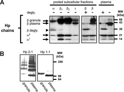 Figure 5. Hp located in specific granules of neutrophils is more glycosylated than plasma-derived Hp. (A) Pooled subcellular fractions isolated from peripheral-blood neutrophils and purified plasma Hp were analyzed by Western blot analysis using rabbit anti-human Hp antibody. Western blots to the left demonstrate pooled subcellular fractions highly enriched in azurophil granule proteins (α-fraction), specific granule protein (β1-fraction), gelatinase granule proteins (β2-fractions), and secretory vesicles containing mainly plasma proteins (γ-fractions). These Western blots show that the β-chain of Hp, primarily present in β1- and β2-fractions, has a higher molecular weight (approximately 45-65 kDa) than the β-chain of plasma-derived Hp (39 kDa) primarily present in γ-fractions (secretory vesicles). Western blots to the right demonstrate that Hp β-chains from specific granules (pooled β-fractions) and plasma samples have an identical molecular weight of 30 kDa after complete N-deglycosylation by PNGase-F. (B) Western blot analysis of nonreduced pooled β-fractions and plasma samples, prepared from patients with the Hp 1-1 and Hp 2-1 phenotypes with the use of rabbit anti-human Hp antibody. These Western blots demonstrate that Hp dimer and Hp multimers contained in pooled subcellular β-fractions (ie, specific granules) have higher molecular weights than those contained in plasma.