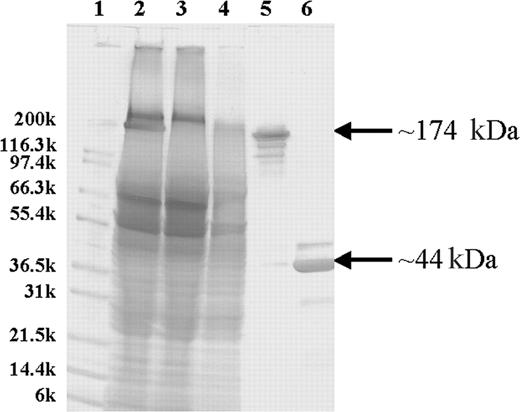 Figure 1. Purification and characterization of the 1F5 (scFv)4SA fusion protein. SDS-PAGE analysis of unpurified and iminobiotin-purified 1F5 (scFv)4SA with Coomassie Blue staining. The molecular weights in kilodaltons for Mark12 standards (Invitrogen) are indicated on the left (lane 1). Lane 2 contains a crude lysate from a culture of E coli-producing 1F5 (scFv)4SA. Lanes 3 and 4 contain the flow-through and wash fractions, respectively, from an iminobiotin purification column. Lanes 5 and 6 show the iminobiotin-purified FP either without boiling (lane 5) or denatured by boiling for 5 minutes (lane 6). The FP mass (174 kDa) and the monomer (44 kDa) are indicated on the right.