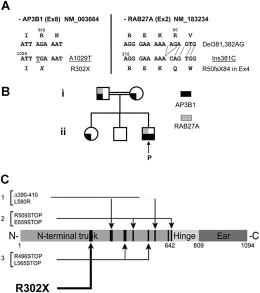Figure 5. Genetic analysis. (A) DNA mutations and consequences on the protein level for the AP3B1 mutation identified in exon 8 and the RAB27a mutation in exon 2. NM indicates the reference sequences. (B) Pedigree of the family illustrating the genetic status for the RAB27a and the AP3B1 mutations. (C) Location of the new mutation relative to the previously identified mutations.
