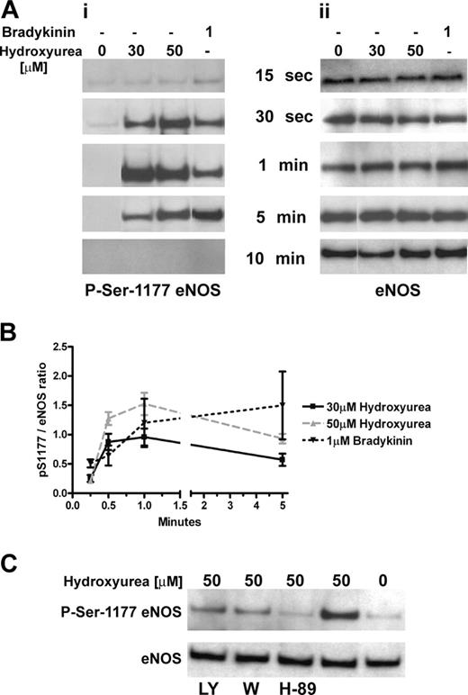 Figure 4. Hydroxyurea phosphorylated eNOS in HUVECs. (A) Left panel: hydroxyurea (at concentrations of 30 and 50 μM) induced phosphorylation of eNOS at Ser1177 after 30 seconds of treatment and the signal remained for more than 1 minute; bradykinin (1 μM) induced similar phosphorylation. Right panel: corresponding total eNOS protein levels in HUVECs during incubation with hydroxyurea and bradykinin. Results are representative of 4 independent experiments. (B) Densitometric analysis of panel A during 5 minutes of incubation of HUVECs with hydroxyurea and bradykinin. Results are represented as the ratio of pSer1177 to total eNOS bands intensity. (C) PI 3-kinase inhibitors: LY294002 (LY, 50 μM) and wortmannin (W, 100 nM) demonstrated incomplete inhibition of eNOS phosphorylation at Ser1177 in HUVECs after 1 minute of incubation with hydroxyurea (50 μM) (upper bands). PKA inhibitor H-89 (20 μM) induced complete inhibition of eNOS phosphorylation at Ser1177 in HUVECs after 1 minute of incubation with hydroxyurea (50 μM) (upper band). Lower bands show total eNOS protein levels. Results are representative of 4 independent experiments.