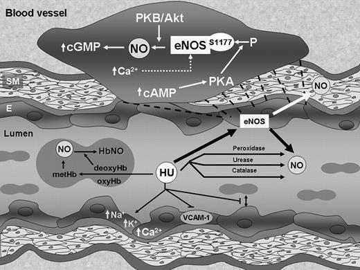 Figure 7. Hydroxyurea effects on blood vessels. Hydroxyurea oxidizes oxy- and deoxy-hemoglobin to methemoglobin (metHb), which may react directly with other molecules of hydroxurea (or via hydroxylamine) to form nitrosylhemoglobin (HbNO), which can slowly release NO. Hydroxyurea may also chemically or enzymatically (peroxidase, urease, catalase) decompose to NO, as well as directly effect intracellular levels of cations, production of VCAM-1, and red-cell adhesion, among others. Our data show that hydroxyurea also stimulates the phosphorylation and thus activation of endothelial NOS (eNOS) with resultant production of NO. This effect is modulated by increased intracellular calcium levels and increases in cAMP, which stimulates phosphorylation at Ser1177 by PKA. NO production is regulated by both PKA and PKB/Akt. The increase in eNOS activity presumably leads to increases in cGMP in endothelial and surrounding cells; this increase results in many of the pleiotropic effects of endothelial-produced NO. SM indicates smooth muscle cells; E, endothelial cells.