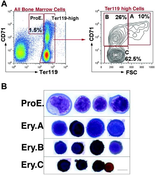 Figure 1. Definition of flow cytometric erythroblast subsets. (A) Flow cytometric analysis of freshly isolated bone marrow cells labeled with antibodies against Ter119 and CD71. Dead cells were excluded with 7-AAD. The left panel shows all viable bone marrow cells. Ter119high cells are further analyzed with respect to their forward scatter (FSC) in the right panel. (B) Cytospin preparations of cells sorted from the ProEs and Ery.A, B, and C subsets shown in panel A are stained for hemoglobin with diaminobenzidine and counterstained with Giemsa. Scale bar represents 5 μm.