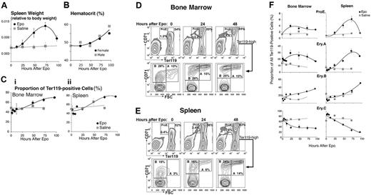 Figure 2. Epo-responsive erythroblast subsets in bone marrow and spleen. Wild-type mice were injected with a single dose of Epo (50 mg/kg) or an equal volume of saline, and followed for up to 96 hours. Bone marrow and spleen cells were freshly isolated and analyzed. The results of 7 independent experiments were pooled. Each data point is the mean ± SEM of 2 to 9 mice. Each experiment contained mice of a single sex or an equal number of females and males. There was no significant difference between the Epo response of male and female mice. (A-C) Epo caused a transient increase in spleen weight (A), hematocrit (B), and in the proportion of Ter119+ cells in both bone marrow (Ci) and spleen (Cii). (D-E) Examples of flow cytometric histograms of bone marrow (D) and spleen (E) cells labeled with Ter119 and CD71 antibodies and analyzed as illustrated in Figure 1. There is a clear increase in the proportions of the ProE and Ery.A subsets in both tissues, with a moderate increase in Ery.B. (F) Changes in the relative frequencies of erythroblast subsets within the Ter119+ compartment in bone marrow or spleen, following Epo injection or a control saline injection. Data were analyzed as illustrated in panels D-E, and mean values for data pooled from 7 experiments are presented.