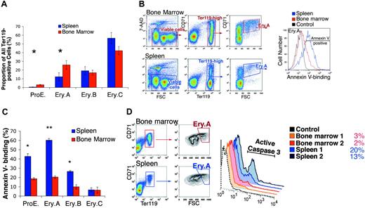 Figure 3. Lower frequency and higher apoptosis of splenic early erythroblast subsets in the basal state. (A) The ProE and Ery.A subsets are a lower proportion of Ter119+ cells in spleen than in bone marrow. Data are the mean ± SEM from Balb/C mice (n = 7). *Student t test (2-tailed, unequal variance), P < .01. (B) Higher annexin V binding of splenic Ery.A compared with equivalent bone marrow cells. Viable cells (impermeable to 7-AAD) from either bone marrow (top panels) or spleen (bottom panels) were analyzed for Ter119/CD71 expression. Ter119high cells were gated and further analyzed with respect to FSC. FSChighCD71high cells (Ery.A) were examined for annexin V binding (right panel). Background fluorescence in the annexin V channel was determined by comparison with Ery.A cells stained for all colors except for annexin V (“fluorescence minus one” or FMO-annexin V, gray curve). The following fluorescent conjugates were used: CD71-FITC, Ter119-APC, 7-AAD, annexin V-Alexa Fluor 350. Controls included unstained cells, single-color controls, and FMO controls. (C) Higher annexin V binding in splenic erythroblasts compared with equivalent bone marrow erythroblasts. Staining strategy and data analysis as in panel B, for each of the indicated erythroblast subsets. Mean ± SEM, Balb/C mice (n = 4); * P < .003; ** P < .001. (D) Higher proportion of cells positive for activated caspase 3 in splenic than in bone marrow Ery.A. The proportion (%) of cells staining positive for caspase 3 in each tissue is indicated. Representative experiment; tissue from 2 Balb/C mice.
