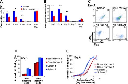 Figure 4. Fas and FasL are coexpressed by early erythroblasts and mediate early erythroblast apoptosis in vivo. (A-B) Expression of Fas (A) or FasL (B) in spleen and bone marrow cells. Both Fas and FasL are expressed at higher frequencies in ProE and Ery.A subsets. Both are also expressed at higher frequencies in spleen than in bone marrow. Freshly isolated spleen and bone marrow were labeled with antibodies against Ter119, CD71, and either Fas (Jo2) or FasL (MFL3). Staining strategy and analysis were similar to those described in Figure 3. Data from C57BL6/129 mice, n = 5, mean ± SEM. * P < .004; ** P < .001. (C) Fas and FasL are coexpressed by Ery.A in spleen (top left panel) and bone marrow (top right panel). Ter119/CD71/FSC analysis was used to gate Ery.A, as illustrated in Figure 1. Bottom panels show FMO controls (Figure 3B), which were used to set background fluorescence in Ery.A. These lack either Fas or FasL primary antibodies, as indicated, but contain secondary and all other primary antibodies. Representative of 3 experiments. Two different combinations of fluorescent conjugates gave similar results. (D-E) Single-cell analysis of Fas expression and annexin V binding in spleen and bone marrow Ery.A. Freshly isolated bone marrow and spleen cells were simultaneously labeled with annexin V and with antibodies to Ter119, CD71, and Fas. Fas-positive Ery.A are several-fold more likely to bind annexin V than Fas-negative cells (D). In panel E, Ery.A were subdivided into 8 subsets of increasing Fas expression, measured as geometric mean fluorescence per cells. Fas expression is correlated with annexin V binding, in both spleen and bone marrow. Data are from Balb/C mice (n = 2).