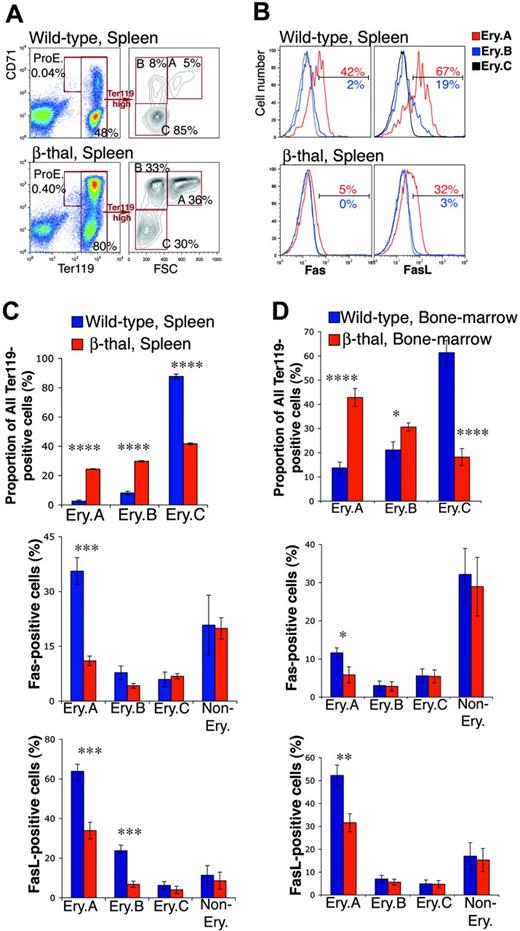 Figure 5. Down-regulation of cell-surface Fas and FasL in early erythroblasts from β-thal mice. (A) Representative flow cytometric histograms showing an example of the changes found in erythroblast frequencies within Ter119+ cells in spleen in a β-thal mouse compared with a littermate wild-type mouse. (B) Representative flow cytometric histograms of Fas and FasL expression in spleen Ery.A, B, and C, in β-thal erythroblasts, and in erythroblasts from a wild-type littermate. The percentage of Ery.A positive for Fas relative to FMO control (not shown) is shown in red. The percentage of Ery.B positive for Fas is shown in blue. (C-D) Changes in erythroblast subset frequencies, and in Fas and FasL expression, in spleen (C) and bone marrow (D), in β-thal mice (n = 8) compared with littermate wild-type mice (n = 8). Data are mean ± SEM. Spleen and bone marrow cells were analyzed as illustrated in panels A-B. *P < .05, **P < .01, ***P < .001, ****P < .001.