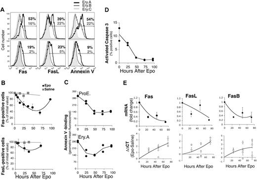 Figure 6. Suppression of erythroblast Fas and FasL and decreased apoptosis following Epo injection. Wild-type Balb/C mice were injected with a single dose of Epo (50 mg/kg) or with an equal volume of saline, and followed as described in Figure 2. Freshly isolated spleen cells were analyzed for Fas and FasL cell-surface expression and mRNAs or for apoptotic markers. (A) Representative histograms of cell-surface Fas (left panels) and FasL (middle panels) expression or annexin V binding (right panels) in Ery.A, B, and C, 48 hours following injection of either saline (top panels) or Epo (bottom panels). The percentage of Ery.A positive for Fas, FasL or annexin V is indicated in red, and that of Ery.B in blue. (B) Time course of cell-surface Fas and FasL following Epo or saline injection. Results pooled from 5 experiments, normalized to initial Fas or FasL levels; mean ± SEM, n = 2 to 7 mice per time point. (C) Time course of annexin V binding (geometric mean fluorescence) in ProEs (top panel) and in Ery.A (bottom panel) following Epo administration. Results from duplicate mice are shown for each time point. (D) Changes in activated caspase 3 in splenic erythroblasts following Epo injection. Splenic cells were labeled for Ter119 and CD71, were fixed and permeabilized, and then labeled with an antibody specific for activated caspase 3. Results from duplicate mice are shown for each time point. (E) Time course of Fas, FasB, and FasL mRNA expression in splenic Ery.A following injection with Epo, measured using quantitative real-time PCR, using RNA from freshly sorted splenic Ery.A. Bottom panels show the ΔΔCT for the indicated mRNA between mice injected with Epo and those given saline injections, normalized to actin mRNA. Each data point is the mean ± SEM of triplicate measurements in a single experiment using 1 to 2 Epo-injected mice and 1 to 2 saline-injected mice. Two to 4 independent experiments were conducted per time point. Top panels show the mean fold change in mRNA at each time point, calculated as 2ΔΔCT, using the ΔΔCT values shown in the bottom panels. Each data point is the mean ± SEM for all the mice examined at each time point.