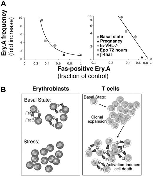 Figure 7. Frequency of splenic Ery.A is a function of their Fas expression. (A) The frequency of splenic Ery.A is a function of their Fas expression. Each data point is derived from the mean values of Ery.A frequency and Fas expression presented for each erythropoietic stress model in Figures 5, 6 and Tables 1, 2. The same data are presented with either linear axes (left panel) or logarithmic axes (right panel). Ery.A frequency is expressed as a ratio of mean Ery.A frequency in the stressed mice to mean Ery.A frequency in matched controls. The fraction of Fas-positive Ery.A is calculated as the ratio of mean Fas-positive Ery.A in the stressed mice to the mean Fas-positive cells in matched controls. The slope of the line in the left panel is (-1.9), and the data fit the equation y = 0.82x-1.9 (R2 = 0.912), where y is Ery.A frequency and x is Ery.A Fas expression. If only chronic erythropoietic stress models are considered (ie, pregnancy and Epo injection are omitted), the equation describing the data becomes y = 1.00x-1.9 (R2 = 0.9999). (B) The homeostatic role of Fas in splenic early erythroblasts and in T cells. Splenic early erythroblasts coexpress Fas and FasL in the basal state, resulting in continuous apoptosis. Erythropoietic stress leads to Epo-mediated down-regulation of Fas and FasL expression and enhanced erythroblast survival, increasing erythropoietic rate. In contrast, naive T cells do not express Fas and FasL in the basal state. Fas/FasL expression is induced following T-cell activation and clonal expansion, when Fas-mediated apoptosis is key in activation-induced cell death.