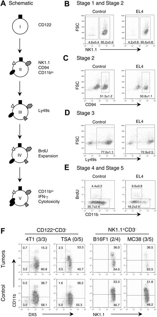 Figure 1. Tumor growth inhibits NK-cell development at stage IV. (A) Schematic depiction of the stages of NK-cell differentiation in vivo. (B-E) The effect of tumor growth on the development of NK cells in the bone marrow. Bone marrow cells were obtained from control and EL4 tumor-bearing mice and stained with CD3 and CD122 (A,B,D) or CD3 and NK1.1 (C,E) in conjunction with other markers. The CD122+CD3- cells were evaluated for expression of NK1.1 (B); CD94 (C); Ly49A, Ly49C, Ly49D, Ly49H, and Ly49I (D), as well as BrdU and CD11b (E). The numbers shown in the panels are mean ± SEM (n = 4) of the percentage of cells in the gates. The decreases of CD11b expression (P ≤ .001) and increase in proliferation (P ≤ .001) in tumor-bearing mice were highly significant. (F) Multiple lineages of syngeneic tumors caused developmental defects of NK cells in the bone marrow. NK cells from syngenic mice bearing mammary tumors (4T1 or TSA), melanoma (B16F1), or colon adenocarcinoma (MC38) were evaluated for NK-cell maturation. NK cells were identified based on their phenotypes, that is, CD122+CD3- in BALB/c mice and NK1.1+CD3- in C57BL/6 mice. Fluorescence-activated cell sorting (FACS) profiles depict CD11b expression among NK cells. The numbers of mice with indicated defects over the number of mice tested are shown next to the tumor cells used.