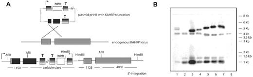 Figure 1. Targeted gene truncation of KAHRP. (A) Schematic representations of the plasmid vector pHH1 used for integration, the endogenous KAHRP gene, and the expected integration event. Promoter (arrow) and terminator (T) regions are depicted as shaded, the resistance marker human DHFR (hDHFR) in white, the endogenous KAHRP gene in gray, and the truncated KAHRP gene in black boxes. Relevant restriction enzyme sites are shown and sizes of each expected fragment are shown below in kilobases. (B) Southern blot analysis of Afl II-HindIII-digested gDNA from 1 to 8 of: 3D7-K119, -K245, -K362, -K405, -K530, -K589, -K(re), and 3D7 parental parasite lines. Note that for 3D7-K119, the construct does not have the second AflII site in the truncated KAHRP gene. Therefore, there is no 1.45-kb band present on the blot but a band representing the distance between the first Afl II site and the HindIII site. For 3D7-K245 the band happens to be a very similar size to the 4.088-kb band and therefore only one double band is visible for this mutant cell line.