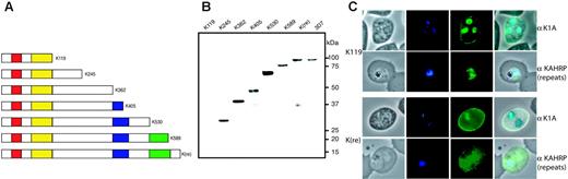 Figure 2. Expression of truncated KAHRP. (A) Schematic representation of truncated proteins (K119, etc) expressed in the transfected lines indicating the number of amino acids of each protein. Red boxes represent the signal peptide, yellow boxes the His-rich repeats, blue boxes the 5′, and green boxes the 3′ repeat regions (not drawn to scale). (B) Western blot analysis of all mutant cell lines compared to 3D7 parasite line detected with anti-K1A antisera. (C) Immunofluorescence assay of K119 compared to K(re) probed with 2 antibodies against different regions of KAHRP. The anti-K1A antibody recognizes the His-rich repeat region, whereas the anti-KAHRP (repeats) antibody was raised against the 5′ and 3′ repeat regions. The first panel of each row shows a phase-contrast image of an infected erythrocyte, the second panel shows nuclear DNA of the parasite stained with DAPI, the third panel shows the reaction with the KAHRP-specific antibody, and the fourth panel represents an overlay of the 3 previous panels. The anti-K1A antibody shows no cross-reaction with uninfected erythrocytes as shown by lack of reactivity in contrast to strong rim fluorescence observed in all P falciparum-infected red blood cells.