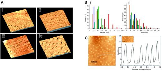 Figure 5. Knob and surface topography of mutant cells lines expressing truncated versions of KAHRP. AFM of (A) uninfected (i), 3D7-K119-infected (ii), 3D7-K405-infected (iii), and 3D7-K(re)-infected (iv) red blood cells. The images show a 3-dimensional reconstruction of an area representative of 1 μm on each studied cell line. (B) Analysis of the frequency of a certain height (ii) and diameter (i) of knobs in uninfected (yellow), K119-infected (green), K405-infected (blue), and K(re)-infected (red) erythrocytes. The pre-knobs of K(re)-infected erythrocytes are shown in orange. (C) Surface profile of K(re)-infected red blood cells. Height of knobs was measured along a distance of 1.2 μm on the surface of the cell shown on the left panel (curved line). The pre-knobs are visible as minor peaks (arrowheads).