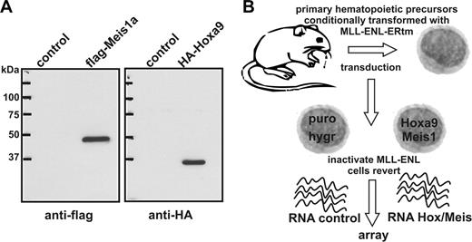 Figure 1. Experimental setup for identification of Hoxa9/Meis1 target genes. (A) Immunoblot of nuclear extracts from packaging cells used to produce pMSCV-HA-Hoxa9 and pMSCV-flag-Meis1 viruses. Control indicates cells transfected with empty vector. (B) Schematic representation of experimental outline. MLL-ENL-ERtm is a fusion of MLL-ENL with the ligand binding domain of a mutated estrogen receptor.31 MLL-ENL-ERtm is only active in the presence of 4-OHT.
