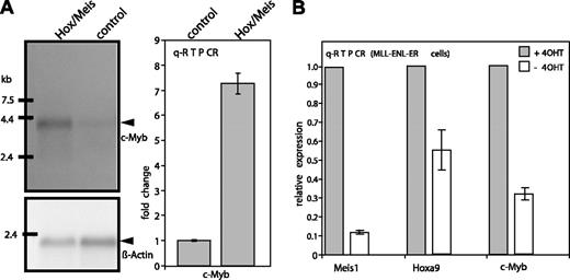 Figure 2. Verification of array results. (A) Northern blot and qRT-PCR. RNA from Hoxa9/Meis1-transduced MLL-ENL-ERtm cells was isolated 72 hours after inactivation of MLL-ENL and compared with control RNA from cells transduced with empty vectors. Hybridization was done with c-Myb- and β-Actin-specific probes. Specific bands are labeled. qRT-PCR was performed with an intron-spanning primer pair, and expression levels were determined with the ΔΔCt method normalizing to actin. Means and standard deviations of triplicates are given. c-Myb RNA concentration in control cells was arbitrarily set to 1. (B) qRT-PCR testing for changes in Meis1, Hoxa9, and c-Myb expression in MLL-ENL-ERtm cells after inactivation of MLL-ENL. RNA was isolated from cells in the presence of 4-OHT (0-hour value, ▪), and 96 hours after 4-OHT withdrawal (□). The experiment was conducted as before except that 0-hour expression values were set arbitrarily to 1.