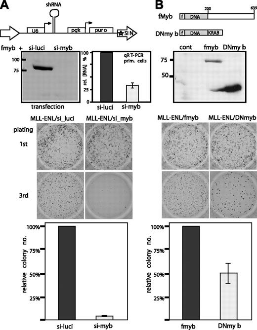 Figure 3. Effect of c-Myb inhibition on MLL-ENL mediated transformation. (A) A retroviral construct in a “self-inactivating” (SIN) viral backbone (pSIRENretroQ) expressing a small hairpin RNA (shRNA) specifically directing against c-Myb was tested for efficacy by cotransfection with a flag-c-Myb expression clone. A similar virus with a luciferase-directed shRNA sequence was used as control. shRNAs are processed in the cell to siRNA. Knockdown was verified by Western blotting with anti-flag antibodies (top panel) and by transduction of primary hematopoietic cells with Myb shRNA viruses followed by qRT-PCR of c-Myb RNA (bar graph gives mean and standard deviation of 3 samples). Primary hematopoietic precursors were simultaneously transduced with a pMSCV-MLL-ENL virus and either the luciferase or the c-Myb shRNA construct. The cells were tested for enhanced replicative capacity as a marker for transformation in a methocel serial-replating assay under appropriate antibiotic selection. First-round and third-round colonies are shown in a representative example of 3 independent experiments. A numeric evaluation of relative colony numbers (n = 3) is shown in the bottom panel. (B) In a parallel experiment, c-Myb activity was reduced by coexpression of a dominant-negative c-Myb derivative (DNmyb). For this purpose the DNA binding domain of c-Myb (amino acids 1-200) was fused to a KRAB repressor domain. Correct expression of the flag-tagged construct was verified by an anti-flag immunoblot. Representative colony formation of cells expressing MLL-ENL and DNmyb or as control MLL-ENL and flag-c-Myb is shown as in panel A. Colonies were phtographed with a Canon Coolpix 990 camera (Canon, Tokyo, Japan) in nanomode after staining with iodonitro tetrazolim violet. Image processing was done with standard Windows (Microsoft, Redmond, WA) processing software.