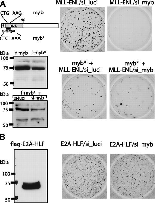 Figure 4. Specificity controls for siRNA mediated c-Myb knockdown. (A) A flag-tagged c-Myb mutant (Myb*) with a silent mutation in the siRNA target sequence was constructed by site-directed mutagenesis. Myb* was inserted into pMSCV-MLL-ENL under control of the plasmid-borne phosphoglycerate kinase promoter and tested for expression by anti-flag immunoblot with wild-type c-Myb as control. When tested under identical conditions, Myb* was significantly more resistant than wild-type Myb to the knockdown effect of anti-Myb shRNA (compare with Figure 3A). The constructs coding for MLL-ENL or MLL-ENL/Myb* were cotransduced with shRNA expression constructs as indicated into hematopoietic precursors and tested for colony-forming ability after serial replating. A representative example of third-round colonies is shown. (B) The effect of shRNA-mediated c-Myb suppression on E2A-HLF-mediated transformation was tested in an experiment analogous to that in panel A.