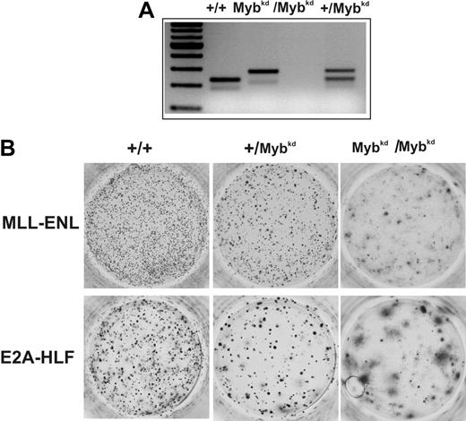 Figure 5. Effect of a c-Myb-deficient genetic background on hematopoietic transformation. Mice heterozygous for a hypomorphic allele of c-Myb (Mybkd) were intercrossed and the genotype of the offspring was determined by PCR. Mybkd is a floxed-neo cassette inserted into intron 6 of the c-Myb gene.37 This modification leads to a reduction of c-Myb protein expression to approximately 5% to 10% of the wild-type level. Hematopoietic precursors from 5-FU-treated bone marrow harvested from 8- to 10-week-old mice of the indicated phenotype were transduced with MLL-ENL- or E2A-HLF-expressing retroviruses. Cells were subject to standard serial replating in methocel. A typical example of third-round colonies is shown. In total the experiment was performed 3 times.