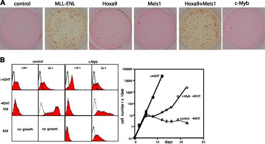 Figure 6. Transformation properties of c-Myb. (A) Serial replating assay with hematopoietic precursors transduced with empty virus or viruses coding for MLL-ENL, Hoxa9, Meis1, and c-Myb singly or in combination as indicated. Typical results of third-round colonies are shown. (B) MLL-ENL-ERtm cells were transduced with c-Myb or empty control virus. Surface markers c-kit and Gr-1 as well as proliferation rates of the resulting cells were analyzed by FACS (left panel) and cell counts (right panel) before and after inactivation of MLL-ENL by withdrawal of 4-OHT.