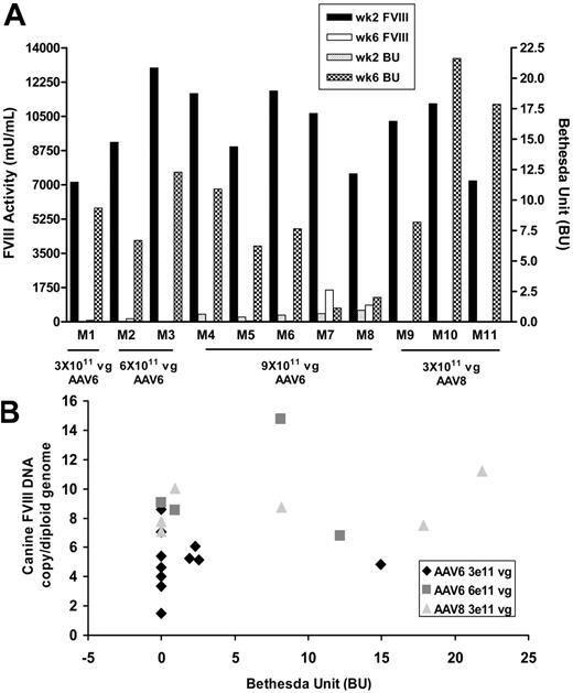 Figure 2. Formation of canine FVIII-neutralizing antibodies in hemophilia A mice. (A) Correlation between the overexpression of canine FVIII and subsequent presence of FVIII-neutralizing antibodies in mice in which FVIII activities were detectable before the onset of FVIII-neutralizing antibodies. The FVIII activities at weeks 2 and 6 after vector injection were determined by Coatest. The FVIII-neutralizing antibodies at weeks 2 and 6 were determined by Bethesda assay. (B) Lack of correlation between the levels of FVIII-neutralizing antibodies and transgene DNA in liver in individual mice. The copy numbers of canine FVIII DNA per diploid genome in mouse liver were quantified by Southern blotting analysis.