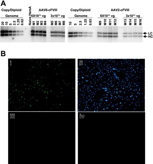 Figure 3. Liver transduction efficiency by AAV6-cFVIII and AAV2-cFVIII in hemophilia A mice. (A) Southern blotting analysis. Genomic DNAs from AAV-treated mouse livers yield 2 positive bands from BamHI and BglII digestion, representing the canine FVIII light-chain (LC) and heavy-chain (HC), respectively. The standards are generated with digested plasmid DNAs spiked in liver genomic DNAs from naive hemophilia A mice. (B) RNA FISH for canine FVIII transcripts in liver sections of a mouse treated with 3 × 1011 vg of AAV6-cFVIII (i-iii). (i) Section hybridized with a cocktail of canine FVIII antisense probes; (ii) same section counterstained with DAPI for nuclei; (iii) section hybridized with canine FVIII sense probes; and (iv) a naive mouse liver hybridized with canine FVIII antisense probes. Pictures were taken at 20 × magnification.