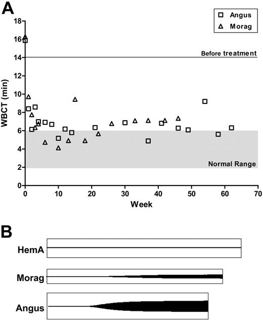 Figure 6. Global homeostasis improvements in Angus and Morag expressing subtherapeutic circulating FVIII activity. (A) WBCT of Angus and Morag before and after treatment with 1.5 × 1013vg/kg AAV2-cFVIII and 1.75 × 1013vg/kg AAV6-cFVIII, respectively. (B) Thrombelastography (TEG) measuring the clot formation time and the size of fibrin in citrated plasmas collected from Angus and Morag at 62 and 46 weeks after vector infusion, respectively. The negative control (HemA) tracing is from Angus before AAV therapy.
