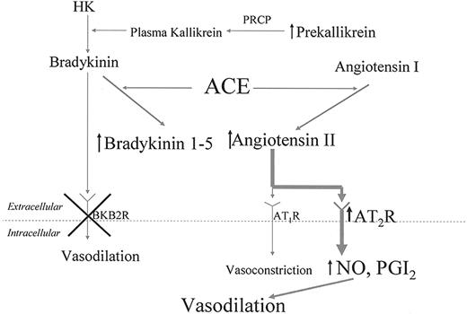 Figure 6. Mechanism for thromboprotection in BKB2R-/- mice. This figure shows that in the absence of the BKB2R-/- receptor, plasma prekallikrein, bradykinin 1-5, and angiotensin II are elevated. Angiotensin II interacts with an overexpressed AT2R receptor to liberate increased NO and prostacyclin. The increased production of these endothelial-cell products lengthens the animals' bleeding time and lengthens the time to thrombosis on the Rose Bengal model for carotid artery thrombosis. HK indicates high-molecular-weight kininogen; PRCP, prolylcarboxypeptidase; AT1R, angiotensin AT1 receptor; AT2R, angiotensin AT2 receptor; NO, nitric oxide; PGI2, prostaglandin I2 or prostacyclin.