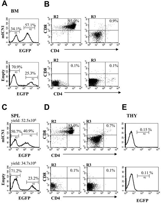 Figure 1. CD4+CD8+ DP immature T cells appear 2 weeks after transplantation in bone marrow and spleen of BALB/c wt mice receiving syngeneic ICN1-transduced bone marrow cells. Cell suspensions from different organs were stained for the expression of CD4 and CD8 markers, and fluorescence-activated cell sorter (FACS) analysis was performed to determine EGFP+ and EGFP- population percentages in bone marrow (BM; A), spleen (SPL; C), and thymus (THY; E) of mice that underwent reconstitution with bone marrow wt cells transduced with mICN1-(containing top panels) or empty retroviruses (bottom panels). Percentages of CD4+CD8+ cells in the EGFP+ (B,D; R2, left panels) and EGFP- (B,D; R3, right panels) fractions from the same organs are indicated. Total yield of spleens is also included. Data are representative of at least 3 independent experiments.