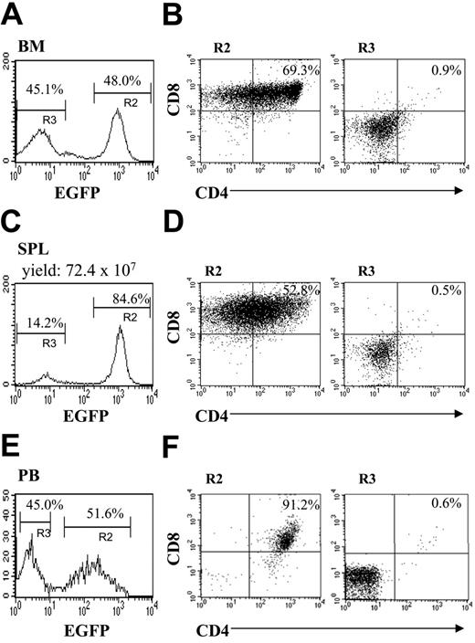 Figure 3. ICN1-induced leukemia is extrathymic in origin. Bone marrow cells from BALB/c nu/nu mice were transduced with mICN1 or empty retroviruses and injected into BALB/c nu/nu recipients. Cell suspensions were stained for the expression of CD4 and CD8 markers, and FACS analysis was performed to determine EGFP+ and EGFP- population percentages in peripheral blood (PB; E) 3 weeks after BMT and in bone marrow (BM; A) and spleen (SPL; C) 8 weeks after BMT of BALB/c nu/nu mice reconstituted with BALB/c nu/nu mice bone marrow transduced with mICN1-containing retroviruses. Percentage of CD4+CD8+ cells in the EGFP+ (B,D,F; R2, left panels) and EGFP- (B,D,F; R3, right panels) fractions from the same samples are indicated. Total yield of spleen is also included. EGFP+CD4+CD8+ cells were never detected in peripheral blood and organs from BALB/c nu/nu mice that underwent reconstitution with BALB/c nu/nu mice bone marrow transduced with empty-containing retroviruses (data not shown). Data are representative of at least 3 independent experiments.