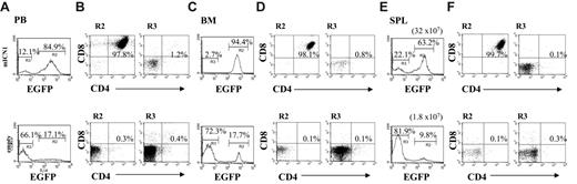 Figure 6. Onset of ICN1-induced leukemia in RAG2-deficient mice is accelerated by treatment with anti-CD3ϵ antibodies. Rag2-/- mice were reconstituted with Rag2-/- bone marrow transduced with mICN1-containing or empty retroviruses. Ten days after transplantation, mice received single intravenous injections of anti-CD3ϵ. Cell suspensions from different organs were stained for the expression of CD4 and CD8 markers, and FACS analysis was performed to determine EGFP+ and EGFP- population percentages in peripheral blood (PB; A) 3 weeks after BMT and in bone marrow (BM; C) and spleen (SPL; E) 11 weeks after BMT of mice that underwent reconstitution with mICN1 (top panels) or empty-transduced bone marrow (bottom panels). Percentages of CD4+CD8+ cells in the EGFP+ (B,D,F; R2, left panels) and EGFP- (B,D,F; R3, right panels) fractions from the same organs are indicated. Total yield of spleens is also included. Data are representative of at least 3 independent experiments.
