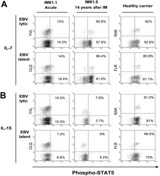 Figure 5. Cytokine-induced STAT5 phosphorylation in CD8+ populations. Representative example of STAT5 phosphorylation induced after stimulation of PBMCs with (A) 1 ng/mL IL-7 or (B) 1 ng/mL IL-15. Results are shown for the HLA-A*0201-positive patient IM81 studied in the acute disease (IM81.1) and 14 years later (IM81.5), and for an HLA-B*0801-positive healthy carrier. In each case, STAT5 phosphorylation is analyzed on EBV lytic epitope-specific populations (against the HLA-A*0201-restricted YVL or HLA-B*0801-restricted RAK epitope) and EBV latent epitope-specific populations (against the HLA-A*0201-restricted CLG or HLA-B*0801-restricted FLR epitopes). Percentage values in the top right quadrant of each dot plot refer to the percentage of STAT5 phosphorylation in tetramer-positive cells, whereas values in the bottom right quadrant indicate the percentage of STAT5 phosphorylation in the total CD8+ population. Quadrant boundaries were set using nonstimulated cells from the same donors.