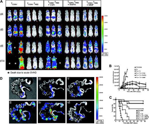 Figure 3. CSA but not RAPA or MMF interferes with Treg suppressor function in vivo. Expansion of luc+ donor TCONV cells in animals receiving TCONV cells alone or TCONV and Treg cells or TCONV and Treg cells in conjunction with CSA (10 mg/kg), RAPA (0.5 mg/kg), or MMF (90 mg/kg) as shown for 3 representative animals at days 4, 6, 8, and 14 after BMT (A) and as quantified by emitted photons over total body area at serial time points after BMT (B). GVHD was induced as described in “Materials and methods.” Data from 3 independent experiments are combined. (A) Proliferation of luc+ TCONV (first column from left) is reduced by cotransfer of Treg cells (second column from left). Addition of CSA reduces the suppressive effect of Treg cells (third column from left). In contrast RAPA allows for Treg function (fourth column from left) and MMF has minimal impact (fifth column from left). (B) TCD-BM (▴,n = 15), with TCONV cells (•,n = 15), with TCONV and Treg cells (▾,n = 10), with TCONV and Treg cells and CSA (▵,n = 10), with TCONV and Treg cells and RAPA (□,n = 10), or with TCONV and Treg cells and MMF (○,n = 10). Signal intensity is significantly higher in animals receiving TCONV and Treg cells and CSA as compared to RAPA (▵ versus □, P = .001, day 14) and MMF (▵ versus ○, P = .009, day 14). (C) Percentage survival of Balb/c recipients is significantly lower when combining Treg cells with CSA as compared to RAPA (▵ versus □, P = .001) or MMF (▵ versus ○, P = .007). (D) Expansion of luc+ TCONV cells at day 10 after BMT in the GIT. (Di) Background signal in the GIT of animals having received only TCD-BM without any luc+ cells. Proliferation of TCONV cells in mLNs and the GIT (Dii) is reduced by cotransfer of Treg cells (Diii). Addition of CSA reduces the protective effect of Treg cells (Div). RAPA (Dv) and MMF (Dvi) do not abrogate Treg suppression of TCONV proliferation in vivo.