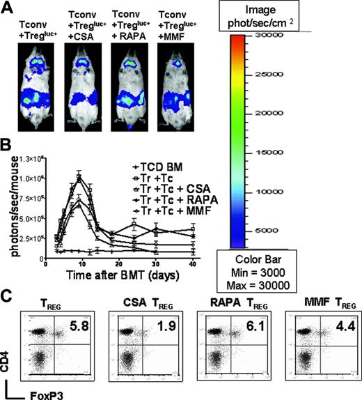 Figure 5. CSA administration is associated with reduced numbers of CD4+FoxP3+ cells and has only minor impact on the expansion of donor-derived CD4+CD25+ cells. Expansion of luc+ donor Treg cells in Balb/c mice (H-2kd) receiving TCONV and Treg cells (both H-2kq) alone or TCONV and Treg cells along with CSA (10 mg/kg), RAPA (0.5 mg/kg), or MMF (90 mg/kg) as shown for representative animals on day 7 after BMT (A) and as quantified by emitted photons over total body area at serial time points after BMT (B). (A) Expansion of luc+ Treg (first column from left) is slightly reduced by conjunction of CSA (second column from left) and to a lesser extent by MMF (first column from right). Addition of RAPA (third column from left) has no impact on Treg expansion. (B) TCD-BM (*, n = 10), with TCONV and Treg cells (□,n = 10), with TCONV and Treg cells and CSA (▵,n = 10), with TCONV and Treg cells and RAPA (□, n = 10), or with TCONV and Treg cells and MMF (○, n = 10). Signal intensity is decreased in animals receiving TCONV and Treg cells and CSA or MMF as compared to RAPA (▵ versus □, and ○ versus □, NS). (C) Splenic CD4 donor T cells (H-2kq) were investigated for FoxP3 expression in Balb/c recipients on day 7 after BMT, having received TCONV and Treg cells alone (first column from left) in conjunction with CSA (second column from left), RAPA (third column from left), or MMF (fourth column from left). The percentage of FoxP3+ Treg cells is significantly reduced in the presence of CSA as compared to PBS injection (P = .005) or RAPA (P = .004).