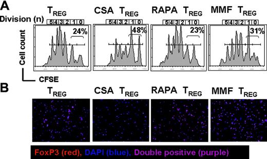 Figure 6. CFSE-based proliferation analysis. (A) In vivo expansion of CFSE-labeled C57B/6 Treg (H-2kb, Thy-1.1) in Balb/c recipients (H-2kd) on day 6 after BMT is depicted. The congenic markers Thy-1.1 and Thy-1.2 were used to distinguish between Treg and TCONV cells, respectively. All Balb/c recipients (H-2kd) were given 5 × 106 C57B6 TCD-BM cells (H-2kb) after lethal irradiation with 800 cGy. Additionally 5 × 105 Treg (day 0) plus 1 × 106 CD4+/CD8+ T cells (day 2) were given (both H-2kb). Histograms show the FACS profile of CFSE+ Treg cells (H-2kbThy1.1). Numbers of events in each cell division (n) are indicated below the respective peak. Percentages of cells having undergone either 0 or 1 cell division are indicated in each histogram. Proliferation of Treg cells (first column from left) is slightly reduced in the presence of CSA (10 mg/kg; second column from left) and to a lesser extent by MMF (90 mg/kg; fourth column from left). Addition of RAPA (0.5 mg/kg; third column from left) has no impact on Treg expansion. Cells are gated on the donor marker H-2kb and the congenic marker Thy 1.1. (B) Intracellular expression of Foxp3 in donor-derived Thy1.1+H-2kb+CD4+CD25high+ T cells derived from Balb/c recipients having received TCONV (Thy-1.2) and Treg (Thy-1.1) cells alone (first column from left) in conjunction with CSA (second column from left), RAPA (third column from left), or MMF (fourth column from left). Cells were sorted, fixed onto glass slides, and analyzed by immunofluorescence. FoxP3 (Alexa 546), red; DNA (DAPI), blue; double positive, purple; magnification × 200. Percentage of FoxP3+ cells within the donor CD4+CD25+ population (average of 3 independent experiments): 95% ± 3% no immunosuppressant, 57% ± 3.2% CSA (second column from left), 94% ± 3.5% RAPA (third column from left), 89% ± 1.7% MMF (fourth column from left).