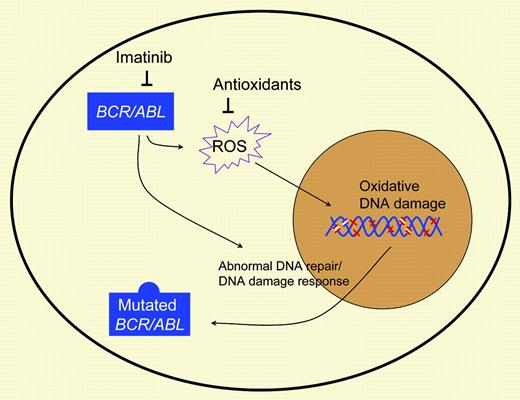 BCR/ABL-induced ROS promotes oxidative DNA damage, which, in combination with impaired DNA damage response, enhances acquisition of BCR/ABL kinase mutations. Kinase inhibitors and antioxidants may reduce mutation acquisition.