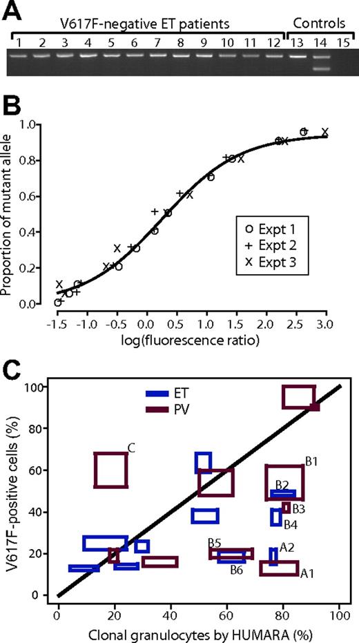 Figure 1. Relationship of V617F-ET to V617F+ ET and comparison of proportion of V617F+ granulocytes to proportion of clonal granulocytes estimated by HUMARA. (A) Allele-specific PCR for V617F mutation (3-primer method) performed on peripheral-blood leukocyte samples obtained at follow-up of 12 ET patients who were V617F- a median 77 months earlier. Lanes 1-12, follow-up ET samples; lane 13, healthy individual; lane 14, patient with V617F+ ET; lane 15, water. (B) Standard curve for quantitation of proportion of V617F+ alleles using 4-primer allele-specific PCR. Three separate experiments are shown, and the line is the nonlinear least squares fit of a 3-parameter logistic curve. The x-axis shows the logarithm of the ratio of mutant allele peak area to WT peak area and the y-axis is the known proportion of mutant allele in a dilution series of known homozygous V617F DNA into normal DNA. Expt indicates experiment. (C) Estimated proportion of clonal granulocytes by XCIPs (x-axis) and proportion of V617F+ granulocytes (y-axis) in 20 women with V617F+ MPDs (10 ET, blue; 10 PV, red). Each assay was performed in duplicate and the boxes for each patient represent the 2 values for each measurement for both HUMARAand V617F to demonstrate the interassay variability. For discussion of patients marked A, B, and C, see “Comparison of XCIPs with proportion of V617F+ granulocytes” in the text.